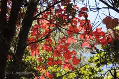 Parthenocissus semicordata